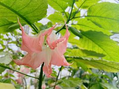 -上海鲜花港
