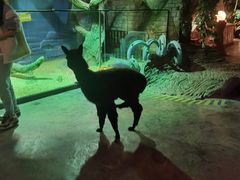 -zoonana室内动物园(东方福来德店)