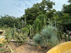 -深圳仙湖植物园