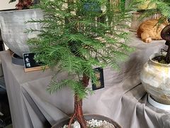 -弗劳尔花艺坊(龙涛店)