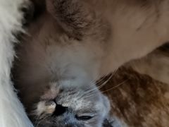 -藏猫猫咖啡主题馆(中央大道店)