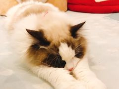 -猫在这儿猫咪咖啡馆·撸猫馆
