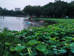 -荔湾湖公园
