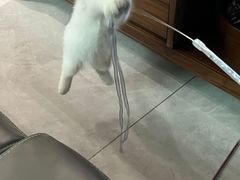 -艾贝尔宠物医院·24H转诊中心·肿瘤猫专科(江宁双龙店)