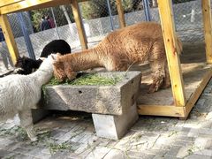 -长白岛森林公园