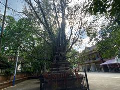 -西双版纳傣族园