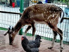 -大鹅岛绿色生态美食园