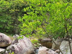 -洛阳白云山景区