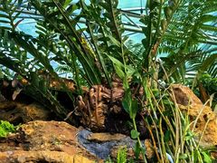 -国家植物园南园