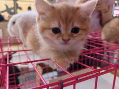 -万达广场(泰安泰山店)