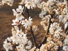 -两河城市森林公园