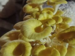 -仙蘑洞