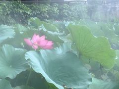-广州莲花山旅游区