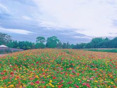 -同里国家湿地公园