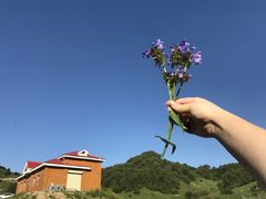 -关山草原