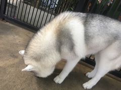 -TrueLove @ Neverland (Husky Cafe)