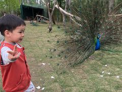 -合肥滨湖国家森林公园