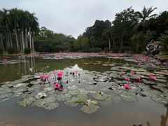 -中国科学院西双版纳热带植物园