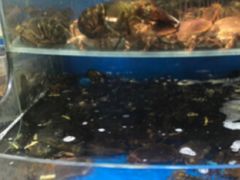 水产区-七鲜超市(万向城店)