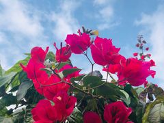 -北海金海湾红树林生态旅游区