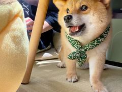-逗柴咖啡屋·狗咖猫咖宠物桌游