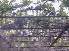 -嘉定紫藤园