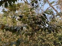 -中国科学院西双版纳热带植物园