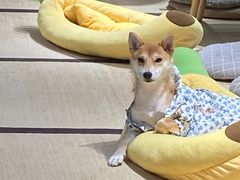 -逗柴咖啡屋·狗咖猫咖宠物桌游