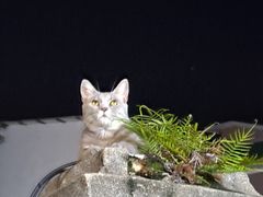 -猫岛主趣味餐厅(鼓浪屿店)