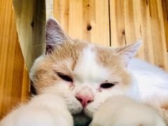 -猫在这儿猫咪咖啡馆·撸猫馆