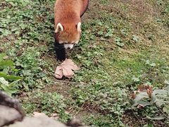 -都江堰中华大熊猫苑