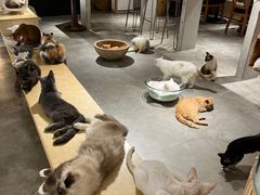 -more than meow吴止猫主题餐厅(承德 中船汇店)