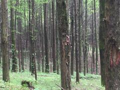 -山王坪喀斯特国家生态公园