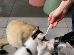 -吉丁鸟咖·异宠·寄养