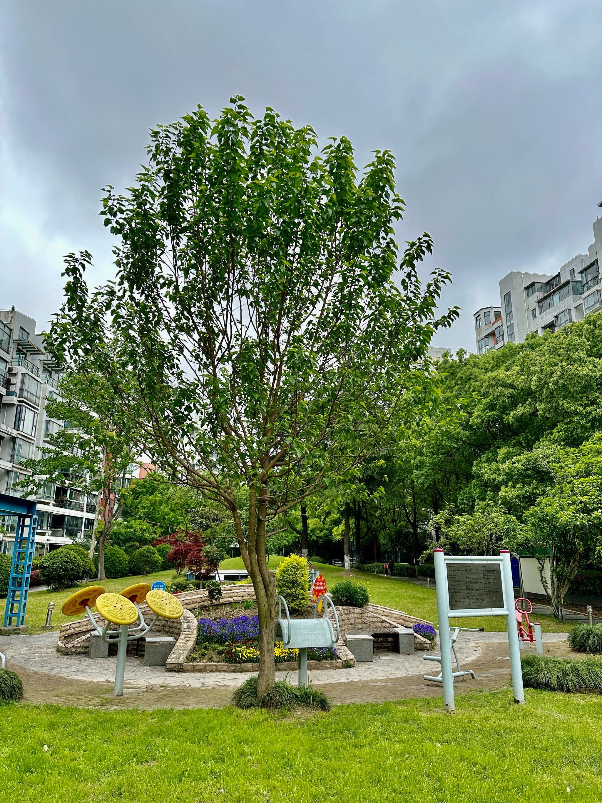 桑树