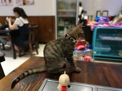 -意成料理