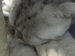 -喵的天空名猫咖啡馆·撸猫·猫舍·用品