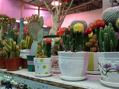 -花鸟鱼虫鲜花绿植市场(玉泉路店)