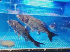 -姜君·千岛湖鱼头馆(浦东大道店)