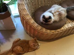 -藏猫猫咖啡主题馆(中央大道店)