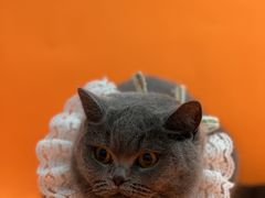-1013 PET SHOP精品宠物商店(丁香店)