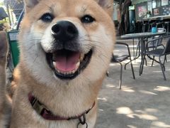 -柴犬高等学院·狗咖·柴犬售卖·宠物训练