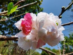 -南汇桃花村