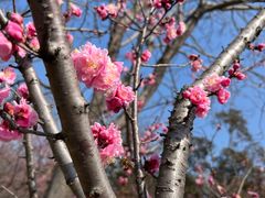 -梅花山(明孝陵内)