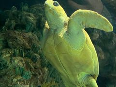 -上海海洋水族馆