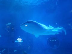 -烟台海昌鲸鲨海洋公园