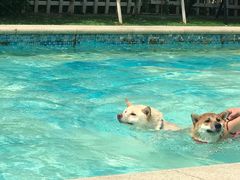 -汪说喵讲宠物乐园宠物酒店(红星美凯龙店)