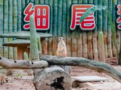 -深圳野生动物园