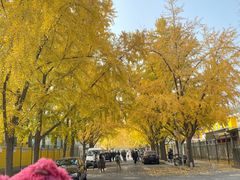 -三里屯东五街银杏大道