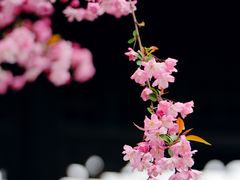 -莫愁湖公园